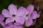 Creeping phlox